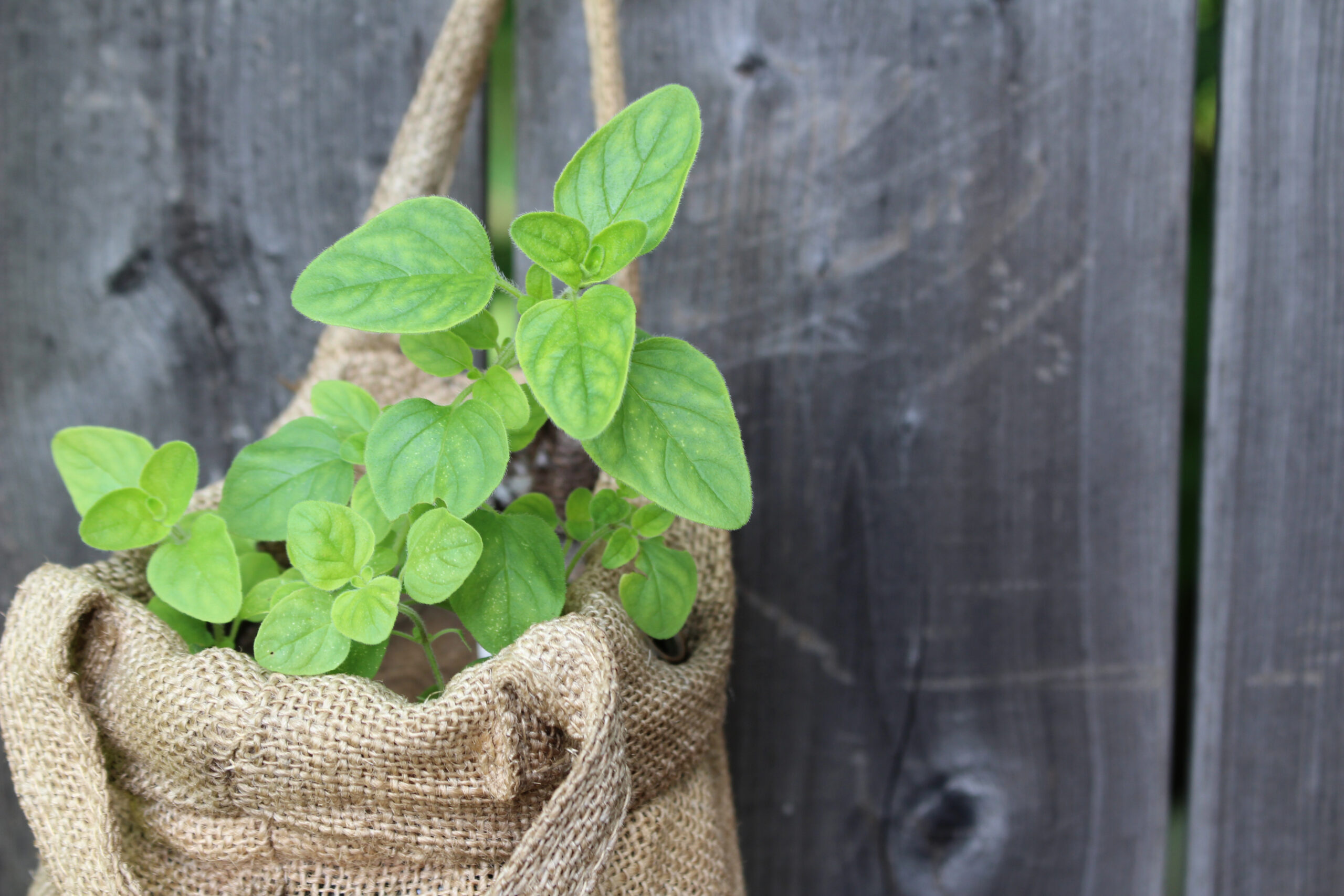 Sack Plants: Go Landless